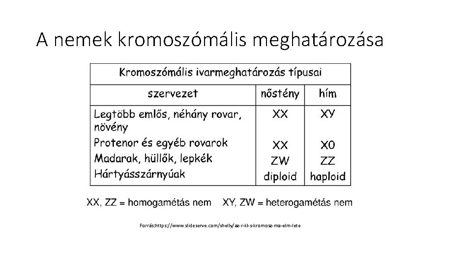 A nemek kromoszómális meghatározása Forrás: https: //www. slideserve. com/shelly/az-r-kl-s-kromosz-ma-elm-lete 