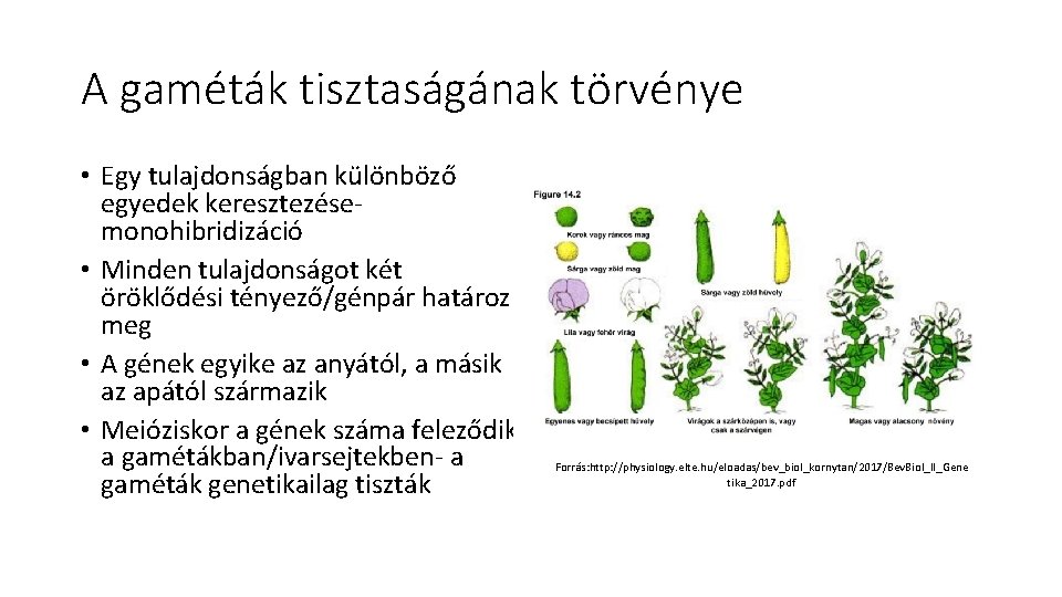 A gaméták tisztaságának törvénye • Egy tulajdonságban különböző egyedek keresztezése- monohibridizáció • Minden tulajdonságot