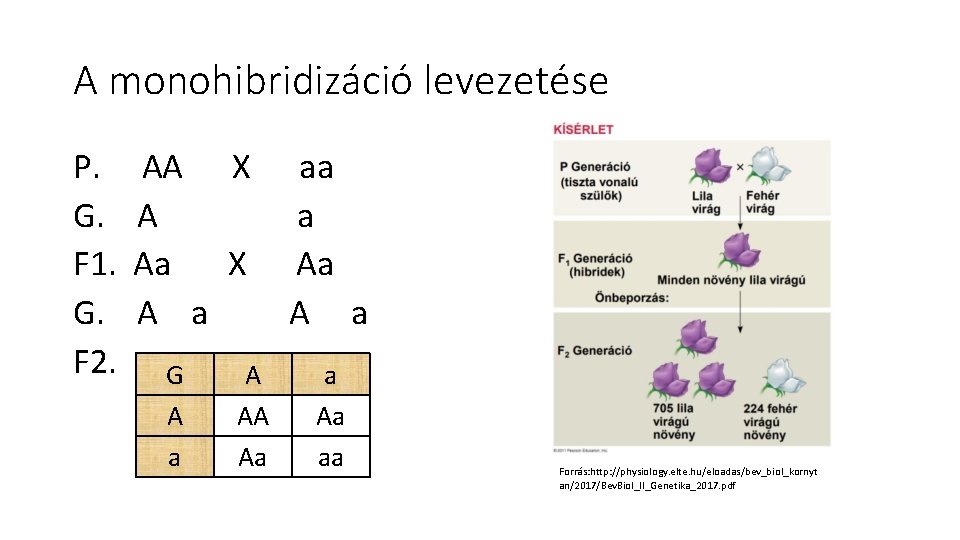 A monohibridizáció levezetése P. AA X aa G. A a F 1. Aa X