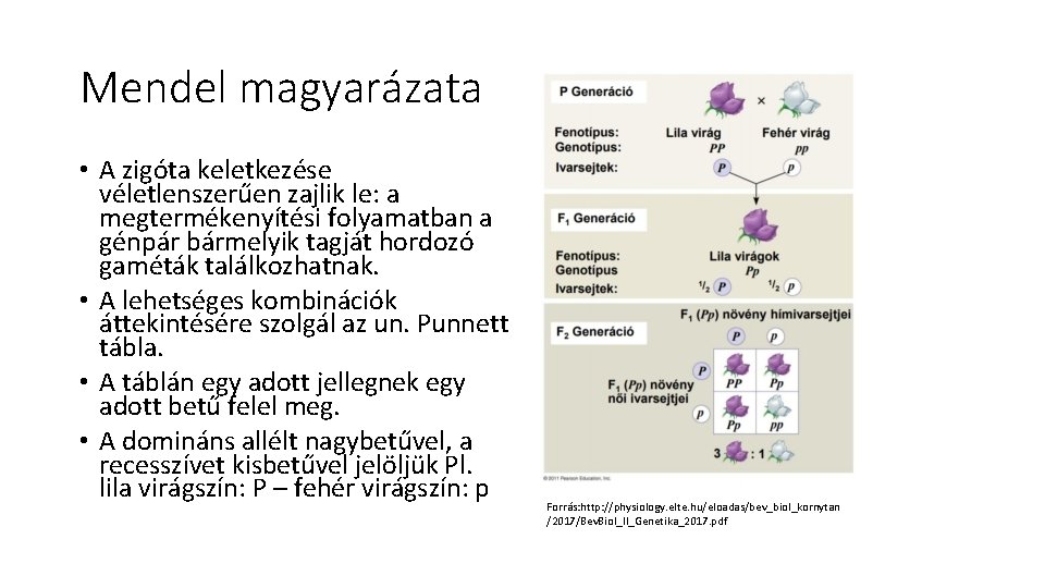 Mendel magyarázata • A zigóta keletkezése véletlenszerűen zajlik le: a megtermékenyítési folyamatban a génpár Mendel magyarázata • A zigóta keletkezése véletlenszerűen zajlik le: a megtermékenyítési folyamatban a génpár