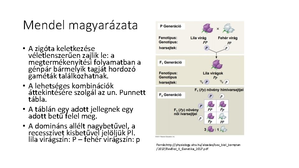 Mendel magyarázata • A zigóta keletkezése véletlenszerűen zajlik le: a megtermékenyítési folyamatban a génpár