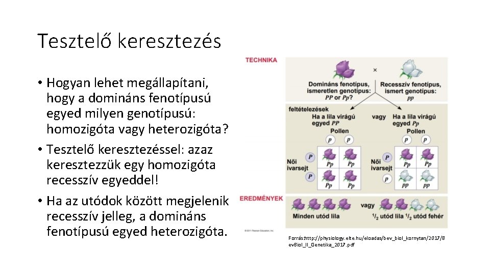 Tesztelő keresztezés • Hogyan lehet megállapítani, hogy a domináns fenotípusú egyed milyen genotípusú: homozigóta