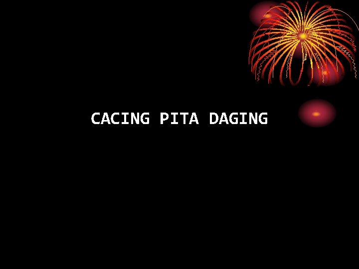 CACING PITA DAGING 