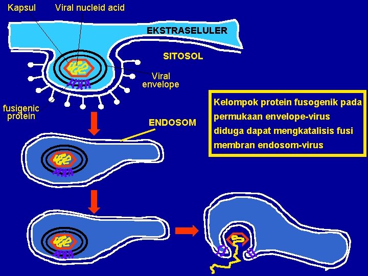 Kapsul Viral nucleid acid EKSTRASELULER SITOSOL Viral envelope fusigenic protein Kelompok protein fusogenik pada