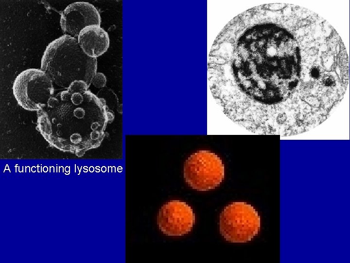 A functioning lysosome 