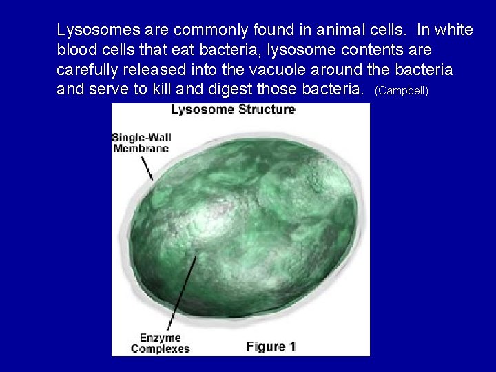 Lysosomes are commonly found in animal cells. In white blood cells that eat bacteria,