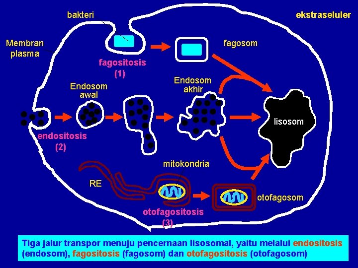 bakteri Membran plasma ekstraseluler fagosom fagositosis (1) Endosom awal Endosom akhir lisosom endositosis (2)