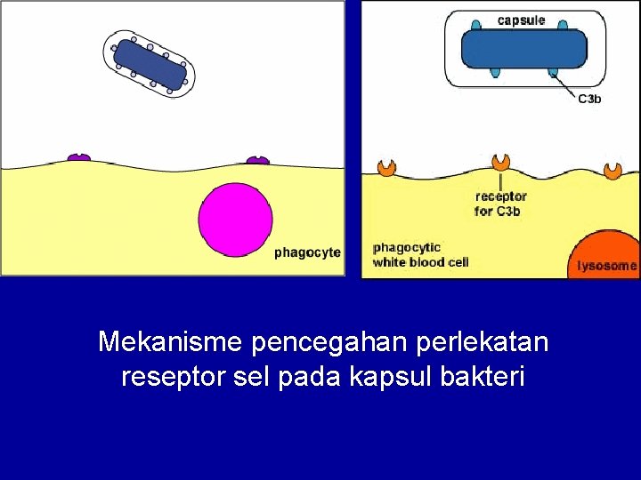 Mekanisme pencegahan perlekatan reseptor sel pada kapsul bakteri 