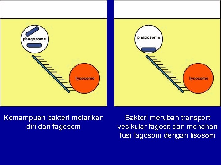 Kemampuan bakteri melarikan diri dari fagosom Bakteri merubah transport vesikular fagosit dan menahan fusi