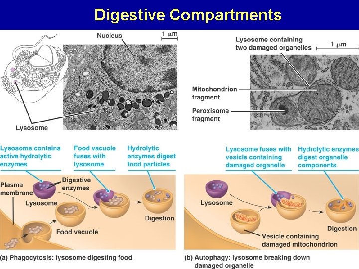 Digestive Compartments 