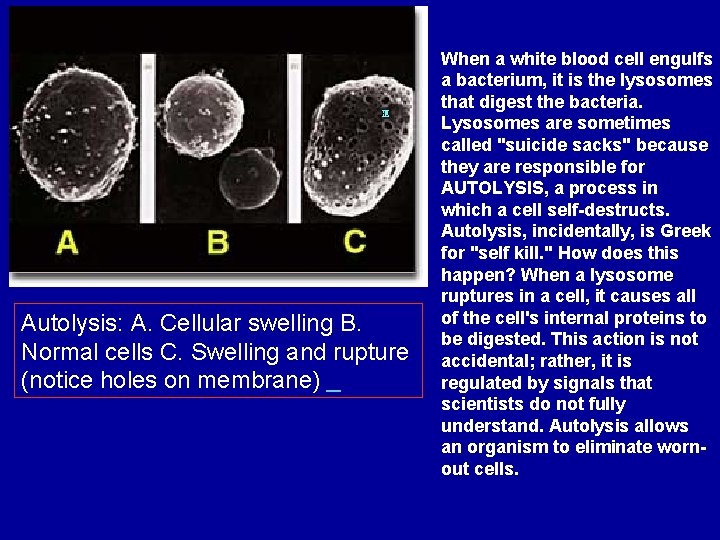  Autolysis: A. Cellular swelling B. Normal cells C. Swelling and rupture (notice holes