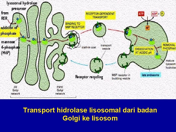 Transport hidrolase lisosomal dari badan Golgi ke lisosom 