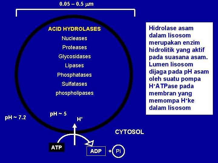 0. 05 – 0. 5 m Hidrolase asam dalam lisosom merupakan enzim hidrolitik yang