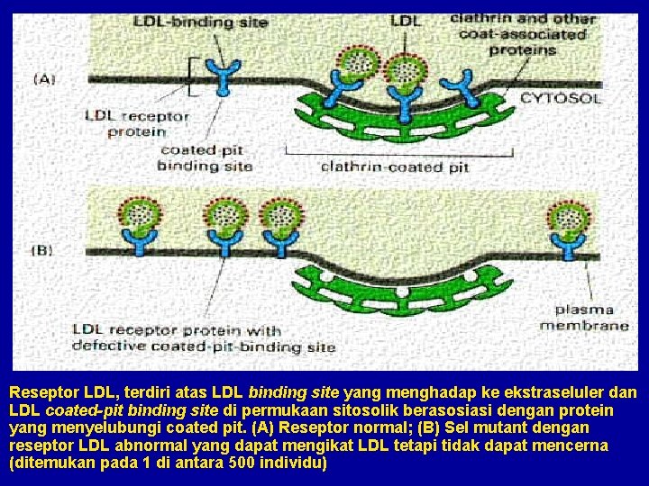 Reseptor LDL, terdiri atas LDL binding site yang menghadap ke ekstraseluler dan LDL coated-pit