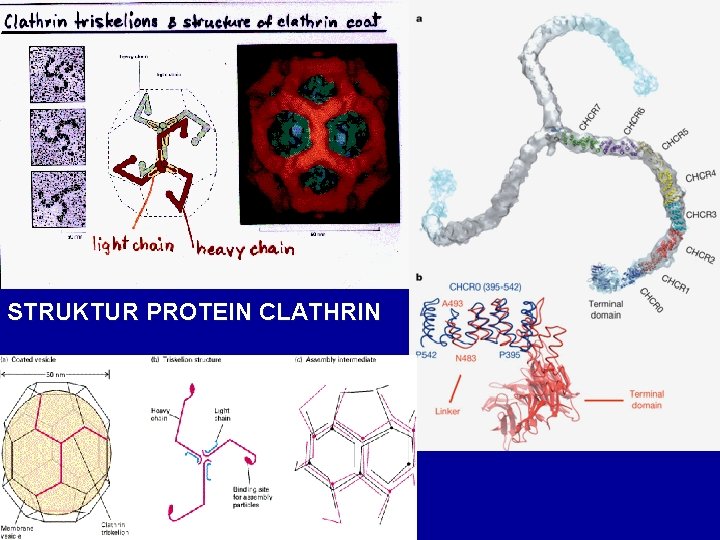 STRUKTUR PROTEIN CLATHRIN 