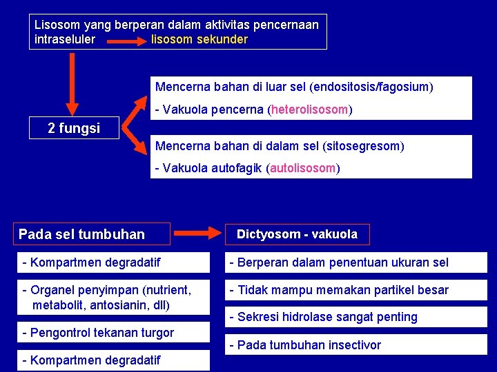 Lisosom yang berperan dalam aktivitas pencernaan intraseluler lisosom sekunder Mencerna bahan di luar sel