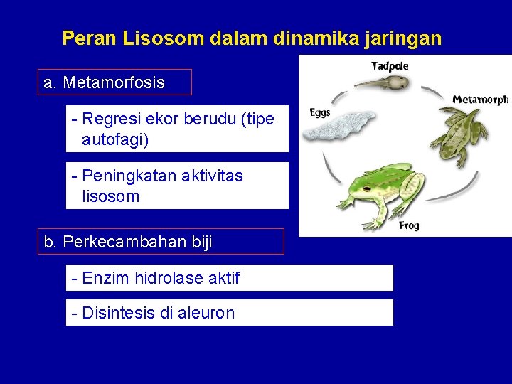 Peran Lisosom dalam dinamika jaringan a. Metamorfosis - Regresi ekor berudu (tipe autofagi) -