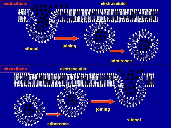 endositosis ekstraseluler membran sel joining sitosol adherence eksositosis ekstraseluler membran sel joining adherence sitosol