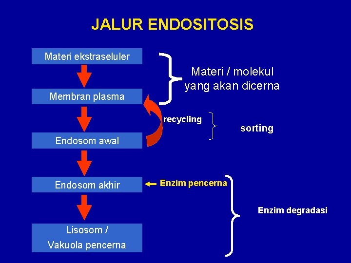 JALUR ENDOSITOSIS Materi ekstraseluler Membran plasma Materi / molekul yang akan dicerna recycling sorting