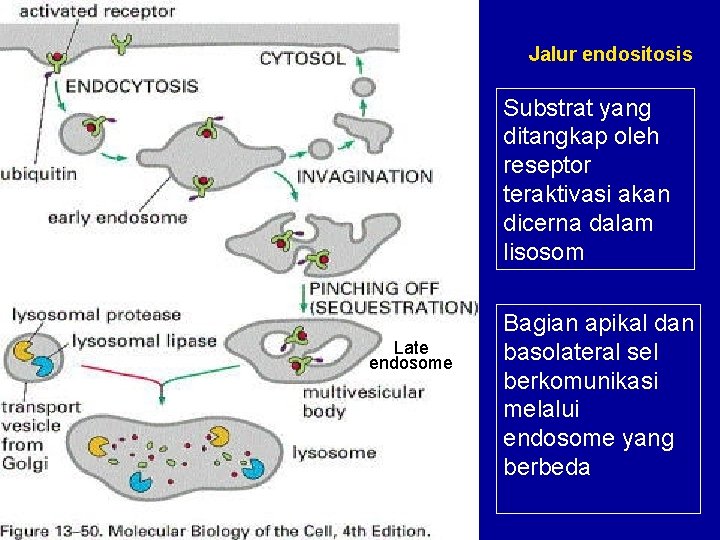 Jalur endositosis Substrat yang ditangkap oleh reseptor teraktivasi akan dicerna dalam lisosom Late endosome