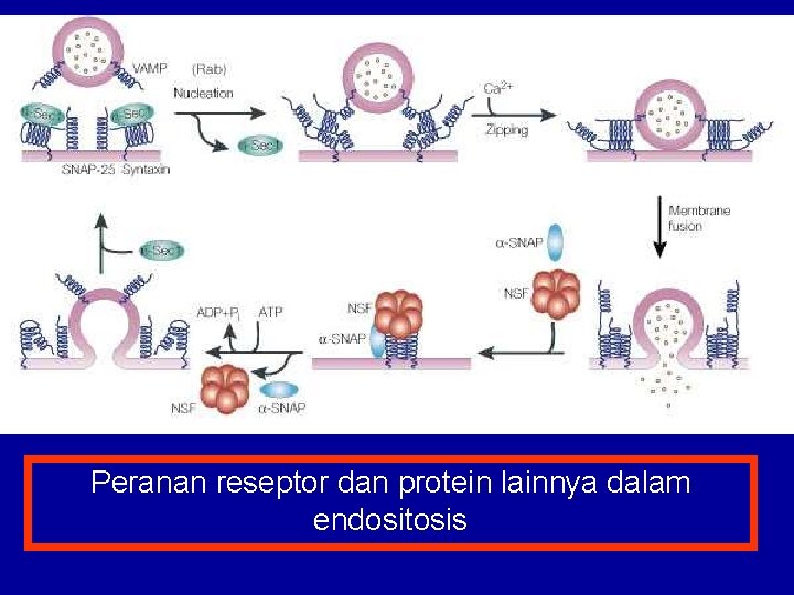 Peranan reseptor dan protein lainnya dalam endositosis 