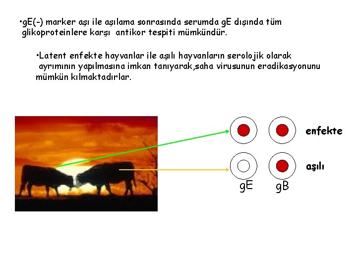  • g. E(-) marker aşı ile aşılama sonrasında serumda g. E dışında tüm