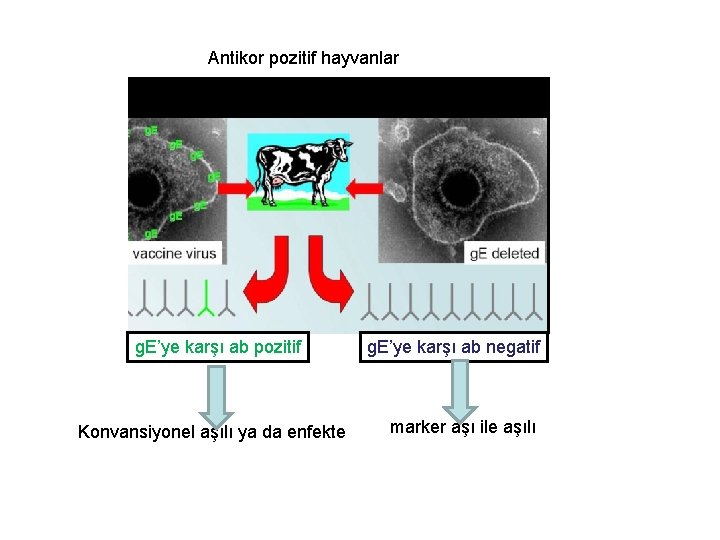 Antikor pozitif hayvanlar g. E’ye karşı ab pozitif Konvansiyonel aşılı ya da enfekte g.