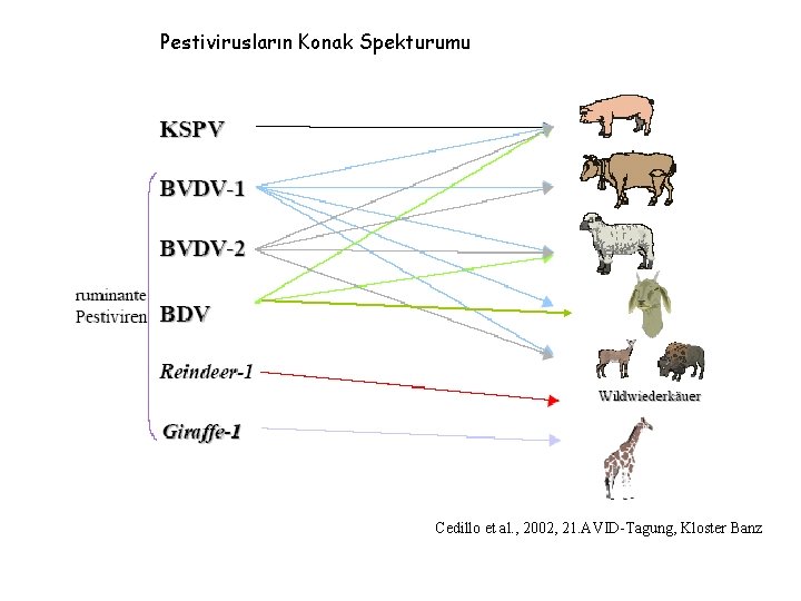 Pestivirusların Konak Spekturumu Cedillo et al. , 2002, 21. AVID-Tagung, Kloster Banz 