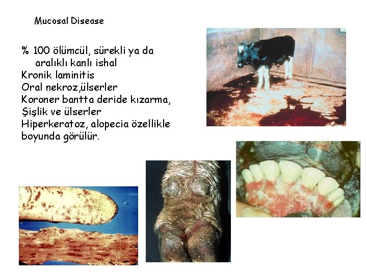 Mucosal Disease % 100 ölümcül, sürekli ya da aralıklı kanlı ishal Kronik laminitis Oral