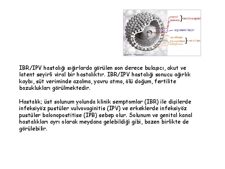 IBR/IPV hastalığı sığırlarda görülen son derece bulaşıcı, akut ve latent seyirli viral bir hastalıktır.