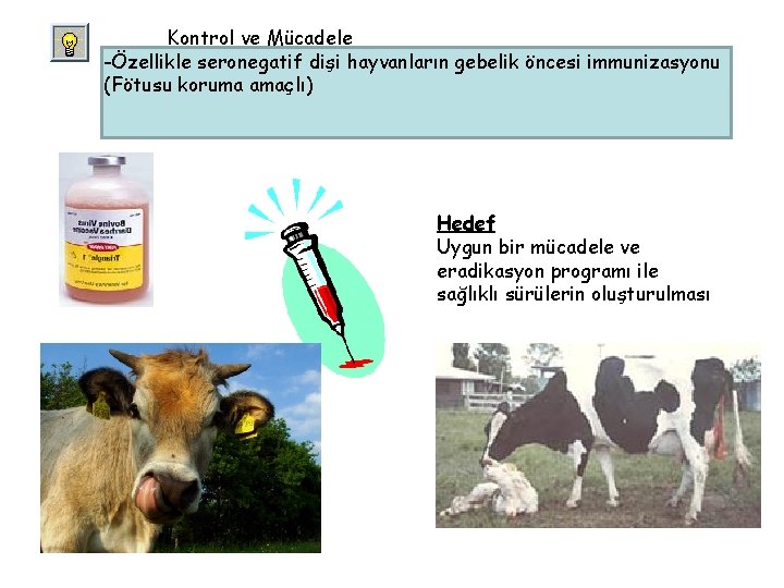 Kontrol ve Mücadele -Özellikle seronegatif dişi hayvanların gebelik öncesi immunizasyonu (Fötusu koruma amaçlı) Hedef