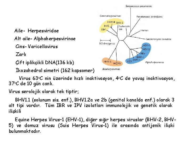 Aile- Herpesviridae Alt aile- Alphaherpesvirinae Cins- Varicellavirus Zarlı Çift iplikçikli DNA(136 kb) İkozahedral simetri