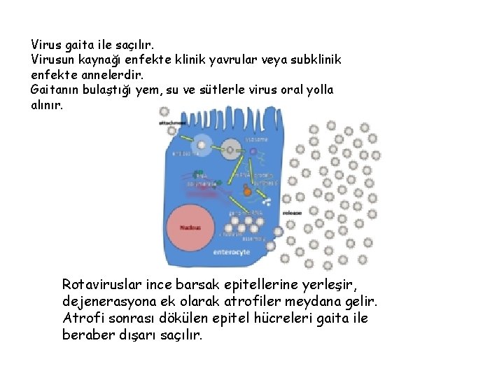 Virus gaita ile saçılır. Virusun kaynağı enfekte klinik yavrular veya subklinik enfekte annelerdir. Gaitanın