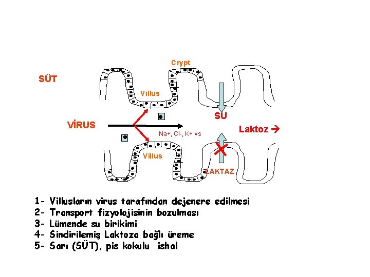 Crypt SÜT Villus VİRUS SU Laktoz Na+, Cl-, K+ vs Villus LAKTAZ 12345 -