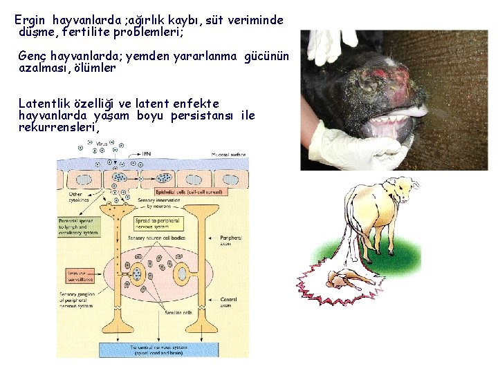 Ergin hayvanlarda ; ağırlık kaybı, süt veriminde düşme, fertilite problemleri; Genç hayvanlarda; yemden yararlanma