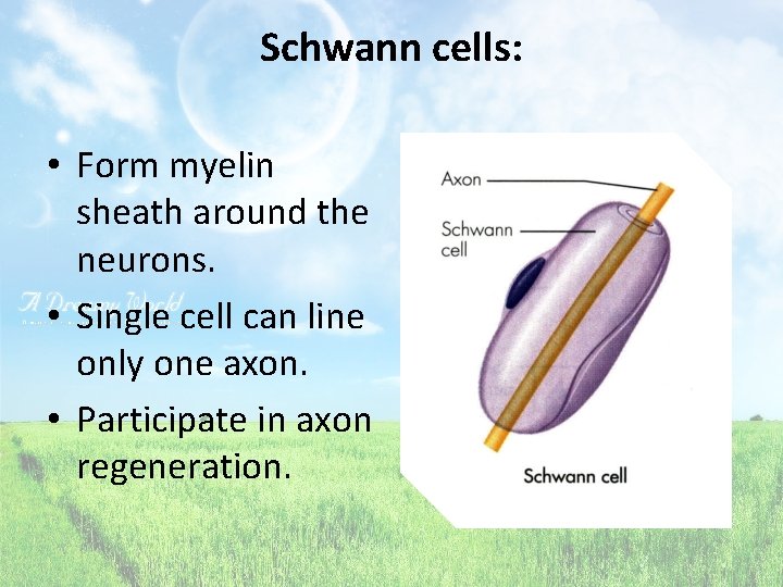 Schwann cells: • Form myelin sheath around the neurons. • Single cell can line