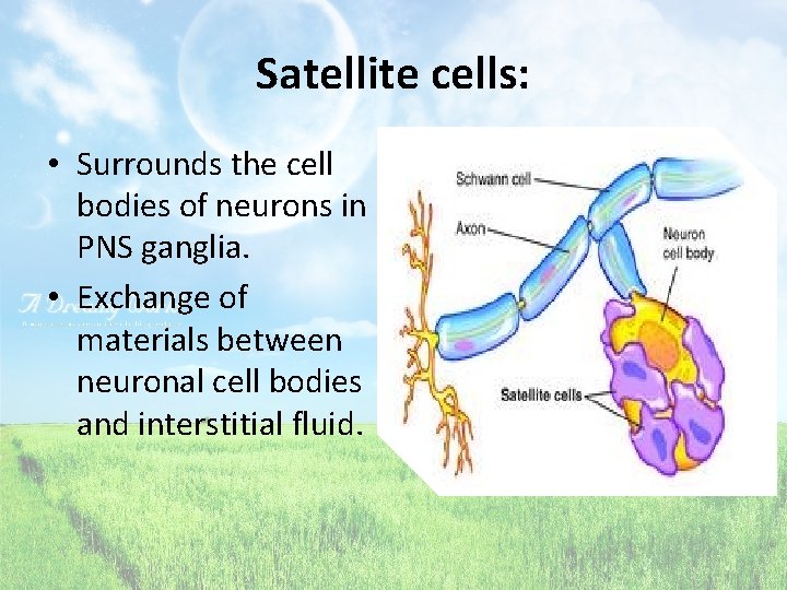 Satellite cells: • Surrounds the cell bodies of neurons in PNS ganglia. • Exchange