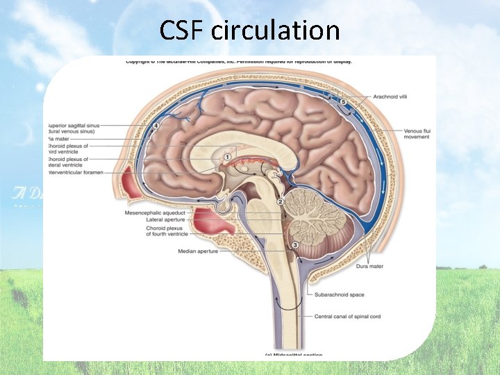 CSF circulation 