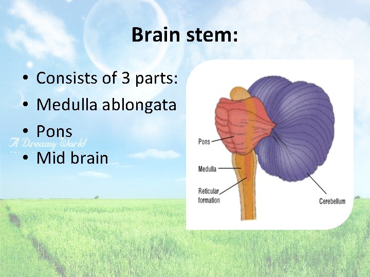 Brain stem: • • Consists of 3 parts: Medulla ablongata Pons Mid brain 