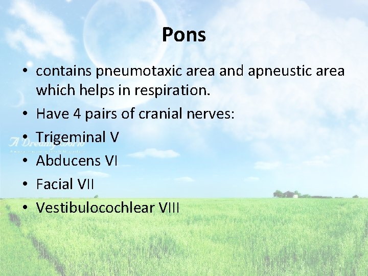 Pons • contains pneumotaxic area and apneustic area which helps in respiration. • Have