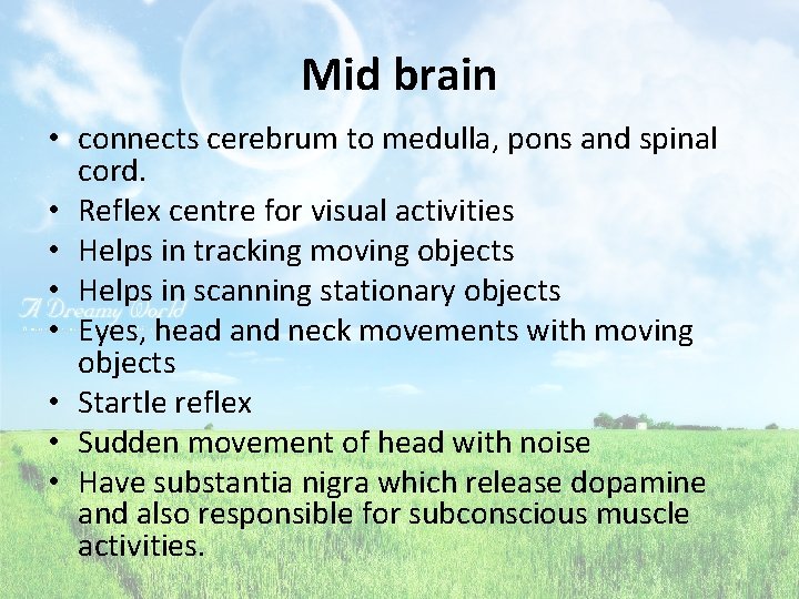 Mid brain • connects cerebrum to medulla, pons and spinal cord. • Reflex centre