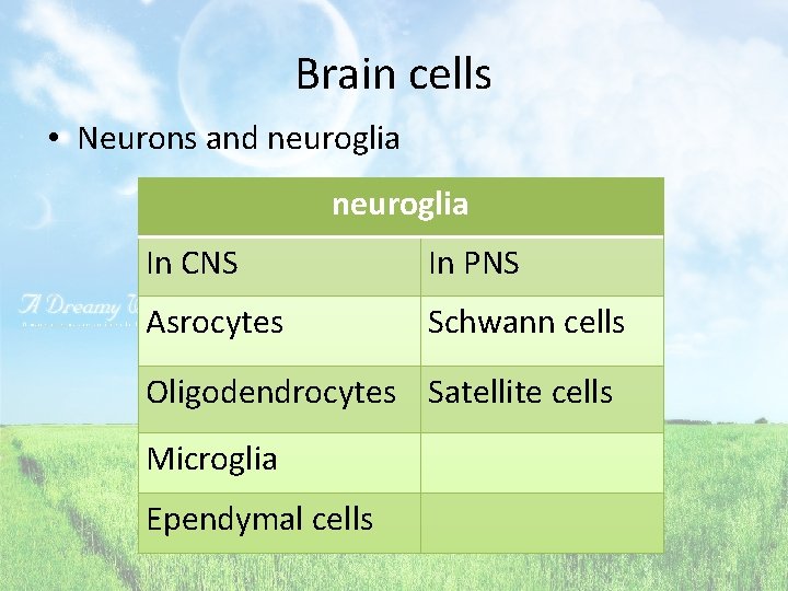 Brain cells • Neurons and neuroglia In CNS In PNS Asrocytes Schwann cells Oligodendrocytes