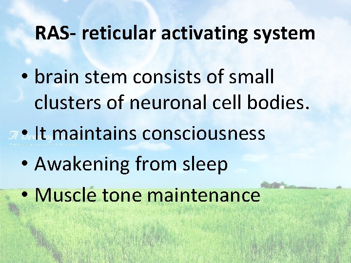 RAS- reticular activating system • brain stem consists of small clusters of neuronal cell