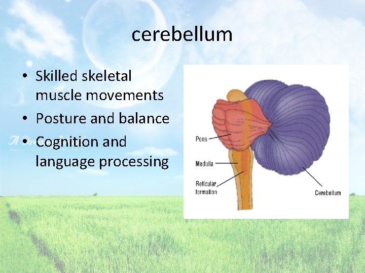 cerebellum • Skilled skeletal muscle movements • Posture and balance • Cognition and language