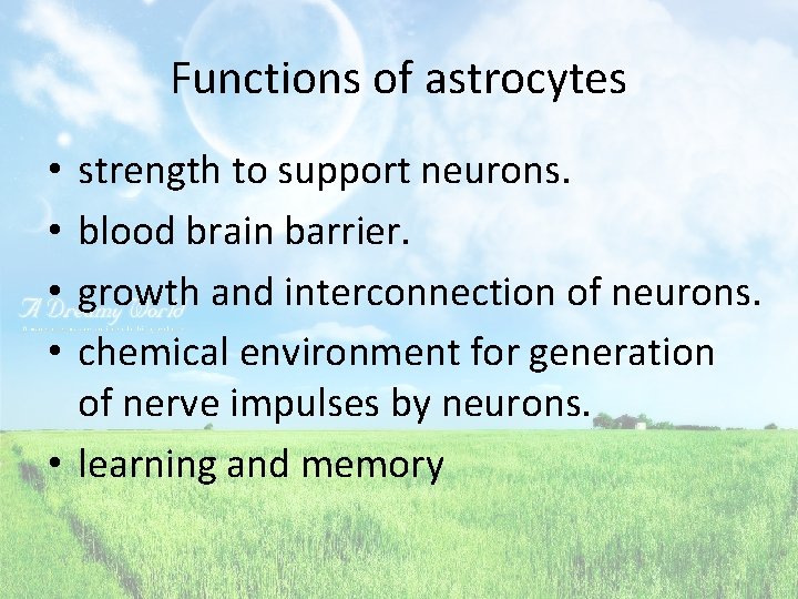 Functions of astrocytes strength to support neurons. blood brain barrier. growth and interconnection of