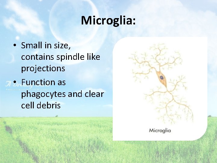 Microglia: • Small in size, contains spindle like projections • Function as phagocytes and
