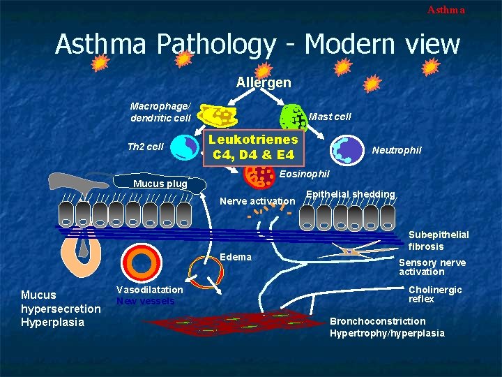 Asthma Pathology - Modern view Allergen Macrophage/ dendritic cell Th 2 cell Mast cell