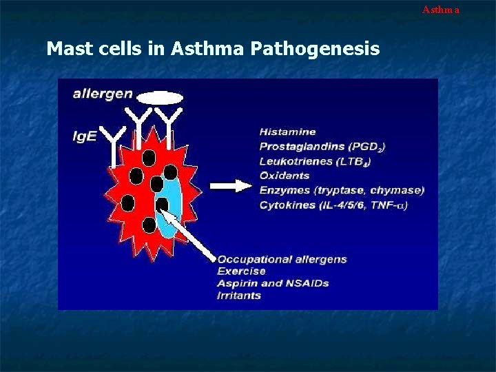 Asthma Mast cells in Asthma Pathogenesis 