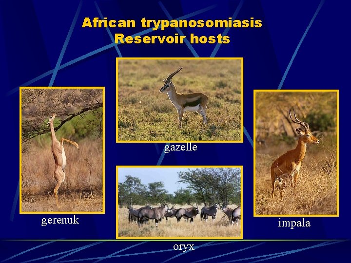 African trypanosomiasis Reservoir hosts gazelle gerenuk impala oryx African trypanosomiasis Reservoir hosts gazelle gerenuk impala oryx