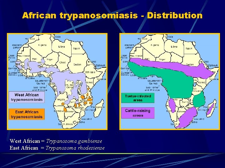 African trypanosomiasis - Distribution West African = Trypanosoma gambiense East African = Trypanosoma rhodesiense